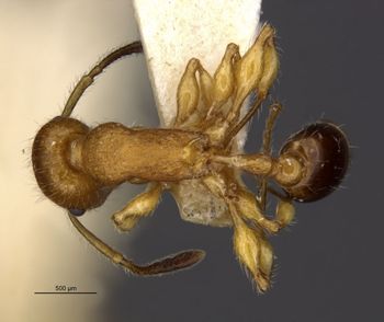 Media type: image;   Entomology 22414 Aspect: habitus dorsal view